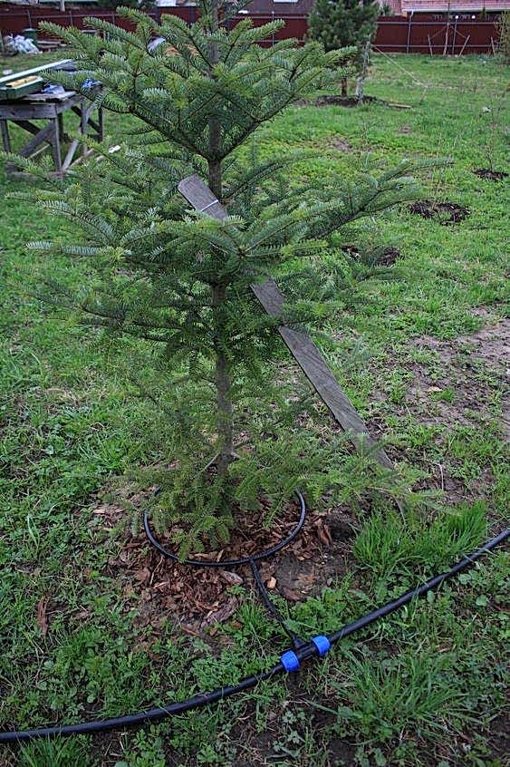 Otomatik Sulama Sistemi